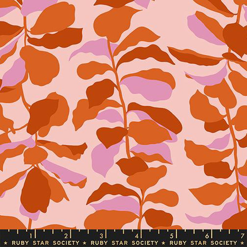 Calathea Cotton Cayenne RS5186 12 Ruby Star#1