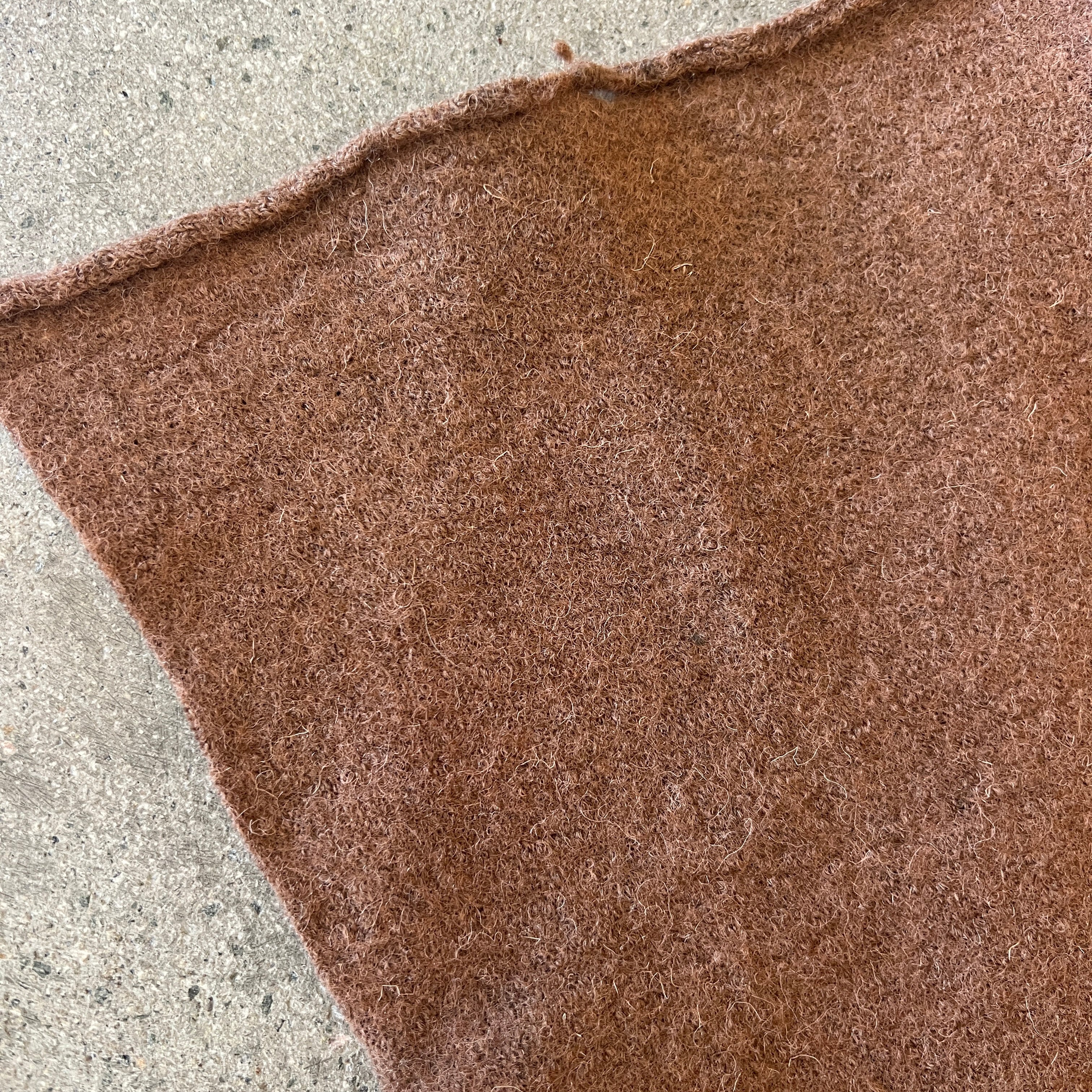 Callistemon Nutmeg